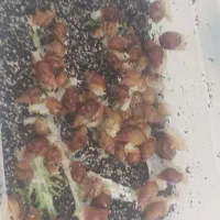 حلزون نژاد البینو