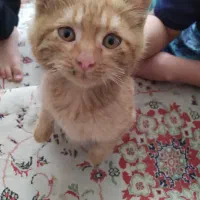 گربه Dsh|گربه|مشهد, تربیت (صدف)|دیوار