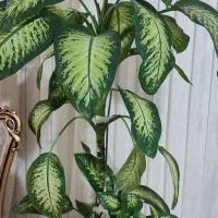 گل  دیفن باخیا