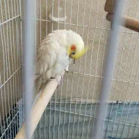 عروس هلندی جفت|پرنده|کبودرآهنگ, |دیوار