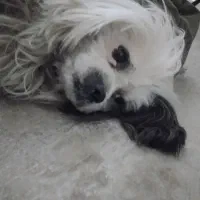 واگذاری سگ خانگی|سگ|زرین دشت (همدان), |دیوار