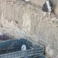 فروش کبوتر رنگی|پرنده|کوهمره, |دیوار