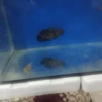 سلام دوستان عزیز|ماهی|باقرشهر, |دیوار