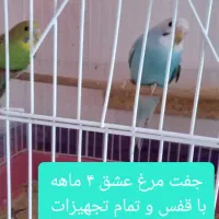 عروس هلندی مرغ عشق