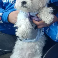 سگ شیتزو|سگ|خرم‌آباد, |دیوار