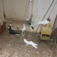 کبوتر رنگی ماده پیازی