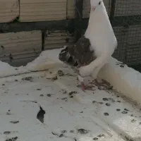 کفتر پشت دار