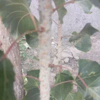 زمین  چند هزار متر ملکی شاهنامه 35 اطراف گلخانه