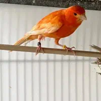 ماده قناری مست مست