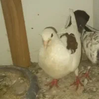 کفتر و مرغ و خروس