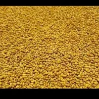 بذر یونجه محلی و وارداتی