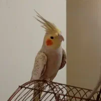 ۲عدد عروس هلندی|پرنده|تهران, ایوانک|دیوار