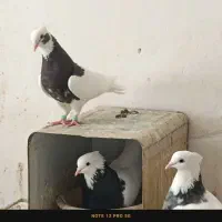 کبوتر|پرنده|شیراز, ماه فیروزان|دیوار