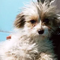 فروشی واکسن خورده حرف گوش کن آروم بی سروصدا