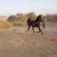 اسب