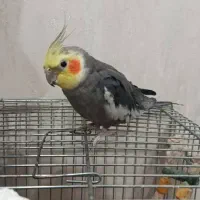 نردستی فول سخنگو