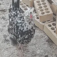 مرغ و خروس گلین چهل تاج