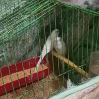 مرغ عشق|پرنده|بجنورد, |دیوار