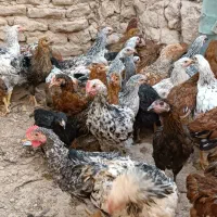 تاقچه سالم و سرحال|حیوانات مزرعه|خلیل آباد, |دیوار