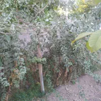 فروش نهال سنجد حاج حسین|خدمات باغبانی و درختکاری|آذرشهر, |دیوار