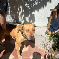 سگ پیتبول معاوضه|سگ|شیراز, زرگری|دیوار