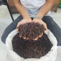 انواع کشمش گله آفتابی درگز و کاشمر|خوردنی و آشامیدنی|مشهد, نوید|دیوار