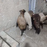 ۵ رس میش داشتی ابستن پستون کردن و۱۰ رس بره نر