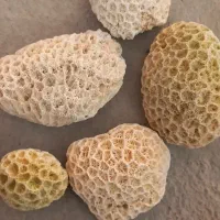 سنگ مرجان  طبیعی به تعداد ۶ عدد