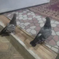 کفتر