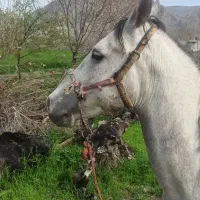 نریان ۴ساله کره سردارپورقاضی