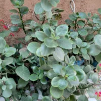 گل ثروت (بامبوخاکی)گل قاشقی،گل الوئه ورا