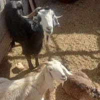 بزدورگ|حیوانات مزرعه|بیرجند, |دیوار