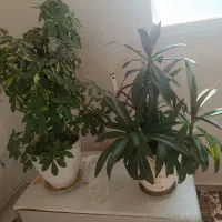 دو عدد گل خونگی به فروش میرسد