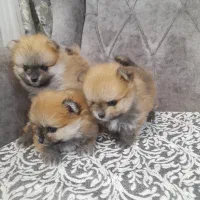 پامرانین خرسی