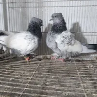نرماده‌سینه‌سبز‌