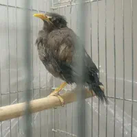 جوجه مرغ مینا