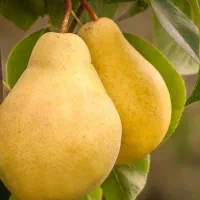 گلابی بیروتی شاه میوه ،باغات  قزوین