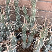 کاکتوس آناناسی