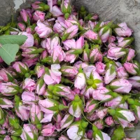 گل محمدی تازه درجه یک