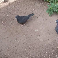 کبوتر|پرنده|بم, |دیوار