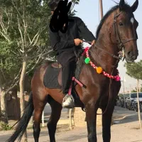 اسب فروشی معاوضه با موتور و گوسفند