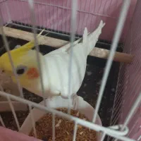 عروس هلندی نر|پرنده|بندر ماهشهر, |دیوار