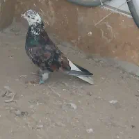 سرور نر دم سفید کمیاب