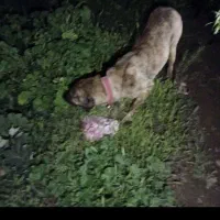 واگذاری سگ نگهبان