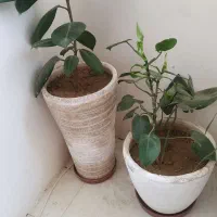 استند چوبی  وگل وگلدون طبیعی ومصنوعی|گل و گیاه طبیعی|شیراز, شهرک گلستان|دیوار