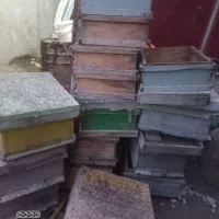 کندو وطبق زنبور عسل