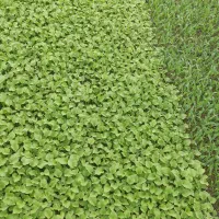 نشا|خدمات باغبانی و درختکاری|پیشوا, |دیوار