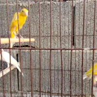 کلنگ