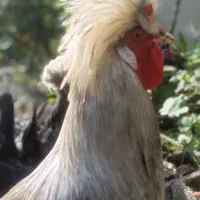 مرغ و خروس لهستانی|حیوانات مزرعه|امامزاده عبدالله, |دیوار