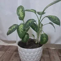 گل دیفن سالم|گل و گیاه طبیعی|کرمانشاه, |دیوار